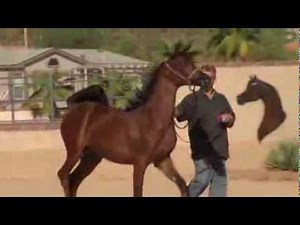 Arabian Filly - Bellarinaa (WH Justice x Kousabella) Oct 2013 as a Yearling