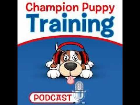 10 Reasons Your Puppy Training Plateaus