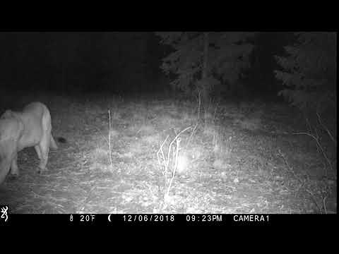 Mtn Lion 06Dec18