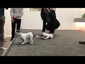 Return of the Sony Aibo robot-dog