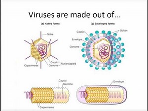 Chapter 5 Intro to Virus Structure