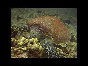 Diving in the Maldives