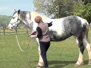 AEB Sue Gardner. Help your horse become more confident