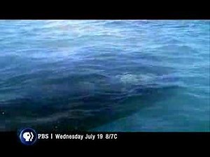 Jean-Michel Cousteau Ocean Adventures "Gray Whale"