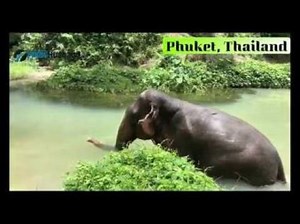 An Inspiring Visit To Phuket Elephant Sanctuary