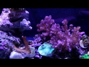 Nano Reef - Rimless 20L Update