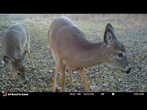 Deer close up and curious