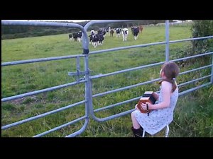 Grace Lehane playing to the cattle in Kilmichael Cork (Sharon Shannon style)