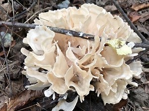 Mushroom Foraging Part 1