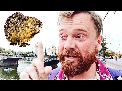 Huge RATS in Prague