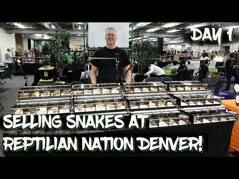 Selling Snakes at Reptilian Nation Denver (Day 1)
