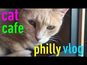 philly vlog with cats