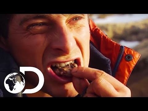 Bear Grylls' Guide To Finding Food In Extreme Environments | Born Survivor: Bear Grylls