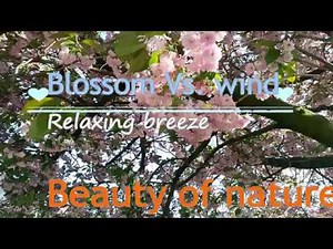 Relaxing Sound of Nature || Gentle breeze with beautiful blossom || Feel wind & flower