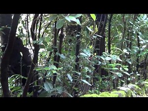 Sounds of Boboli Gardens (Florence)