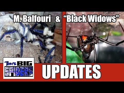 Black Widows and M. balfouri Update!