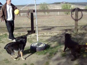 Dogs Playing Tetherball