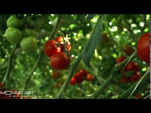 Tomatoes Moving Art by Louie Schwartzberg