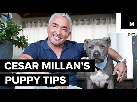 Cesar Millan's puppy tips