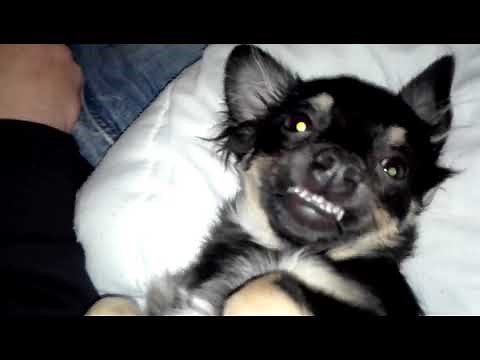 Dog laughing