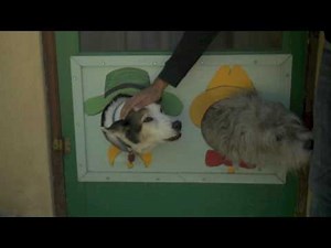 2 Doggies 1 Doggie Door / Doggie Door Challenge