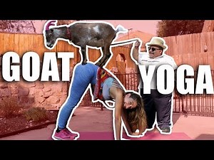 Goat Yoga I Tried It!