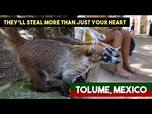Coati • TOLUME, MEXICO