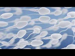 THE SPERM SONG