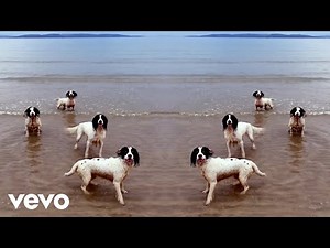 Tilda Swinton's Spaniels Are A Lot To Handel