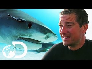 Bear Grylls VS Bull Sharks | SHARK WEEK 2018