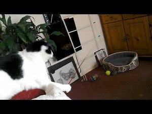 Funny cat playing with fishing rod toy