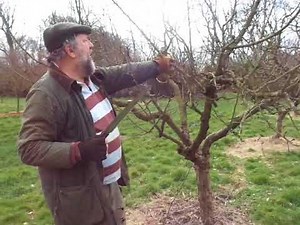 Apple tree pruning renewal style