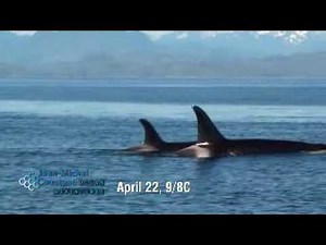 Killer Whale - Jean-Michel Cousteau: Ocean Adventures