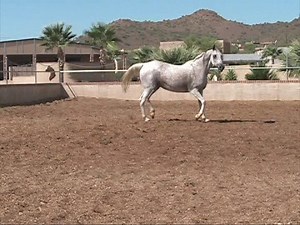 GFI Chynna - Arabian Mare - Khemosabi Daughter