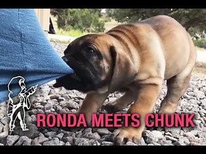 Ronda Meets Her New Puppy Chunk